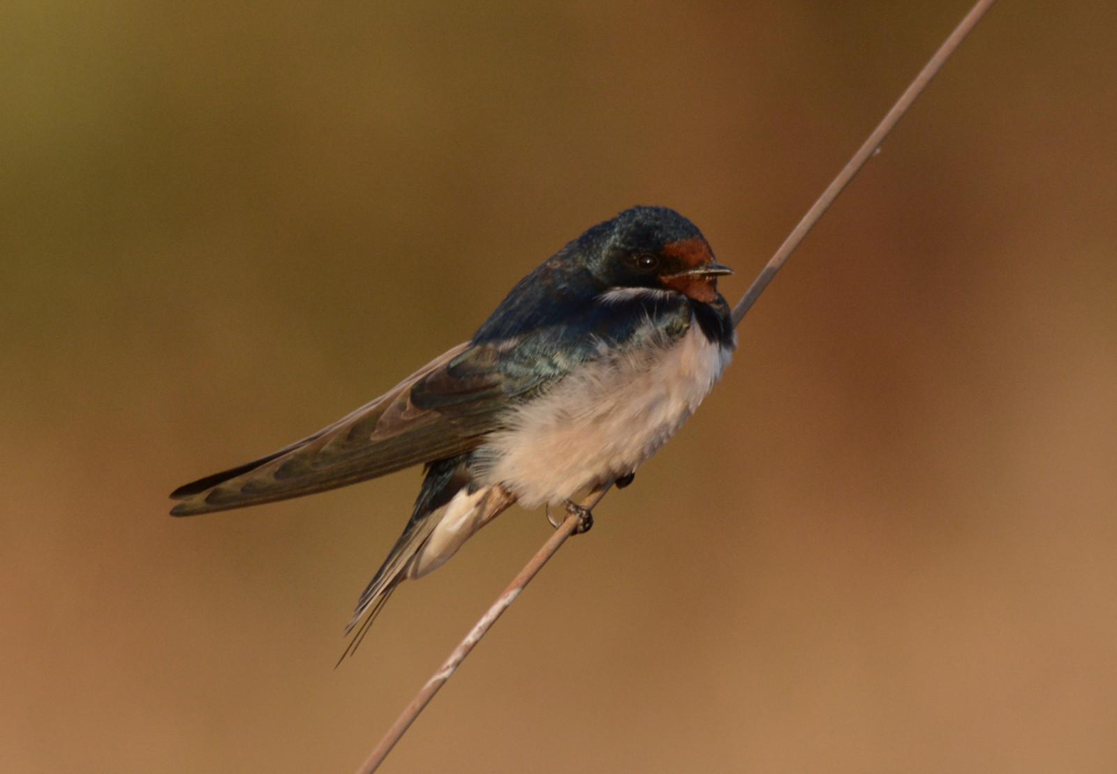 image Angola Swallow